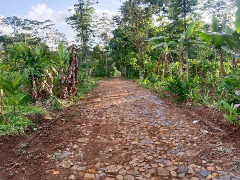 tanah murah 99 juta dekat candi cetho kemuning