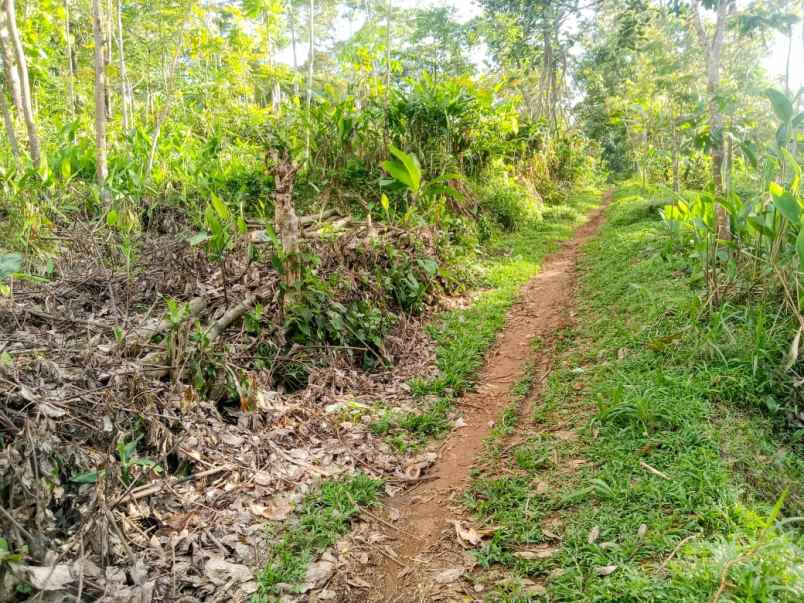 tanah murah 99 juta dekat candi cetho kemuning