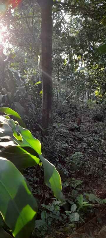 tanah murah bogor tamansari dekat jalur angkotshm