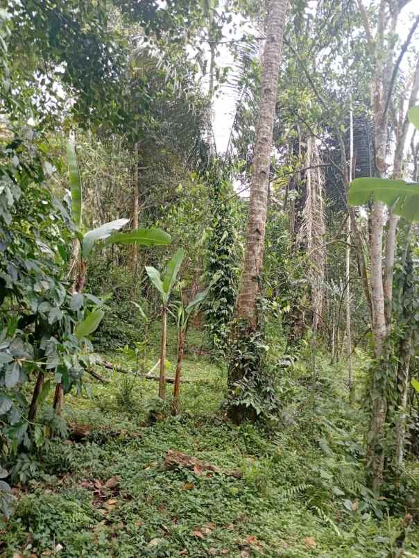 tanah payangan gianyar bali cocok investasi