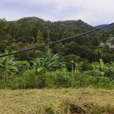 tanah shm 1000 mdpl dekat jalan raya puncak