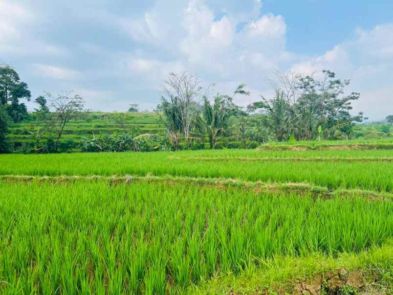 tanah subur 1050m irigasi mudah karanganyar