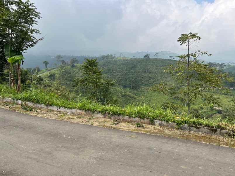 tanah view hamparan kebun teh kemuning ngargoyoso