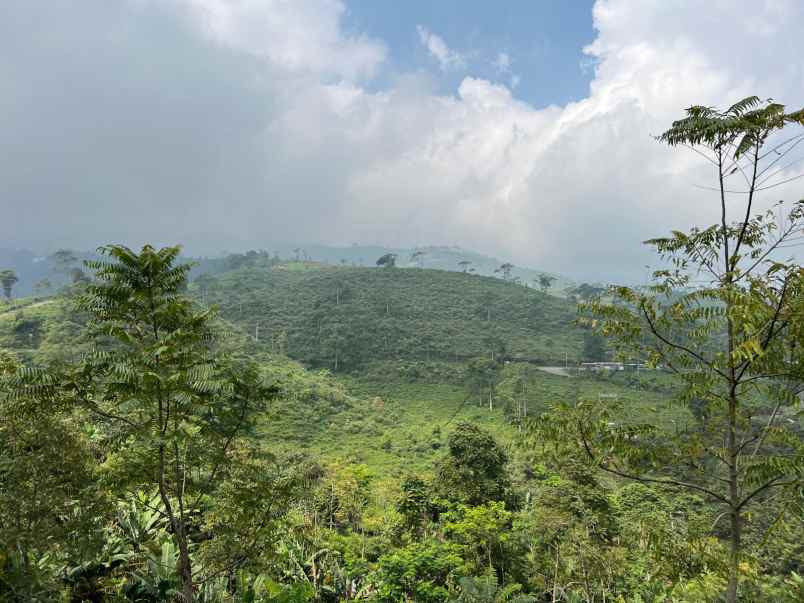 tanah view hamparan kebun teh kemuning ngargoyoso