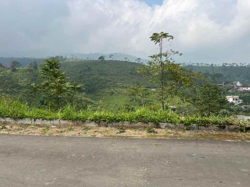 tanah view hamparan kebun teh kemuning ngargoyoso