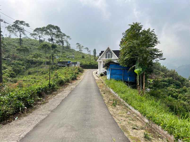 tanah view hamparan kebun teh kemuning ngargoyoso