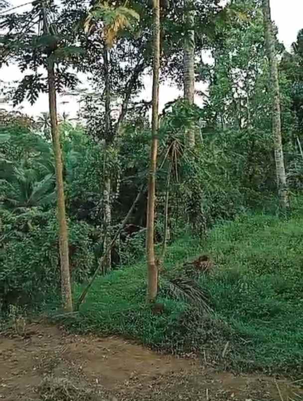 tanah view sungai dan jungle di keliki ubud bali