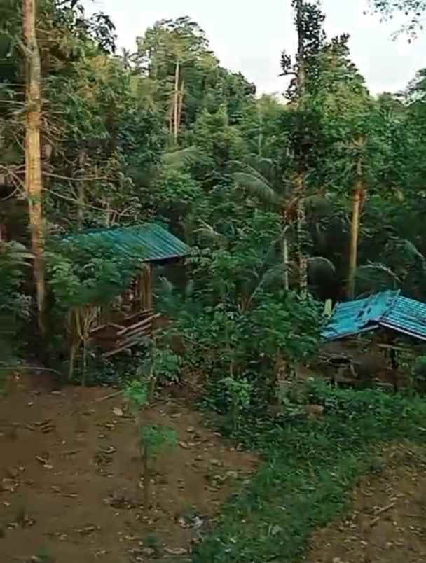 tanah view sungai dan jungle di keliki ubud bali