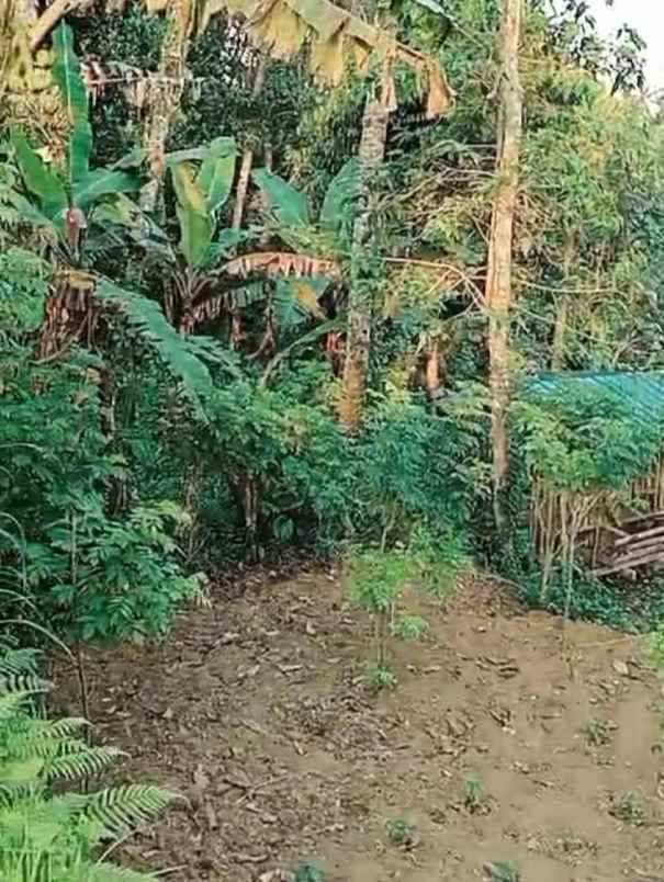 tanah view sungai dan jungle di keliki ubud bali