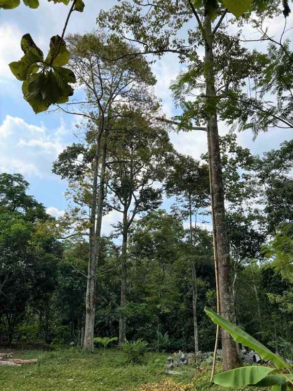 dijual kebun durian utara pasar mojogedang karanganyar