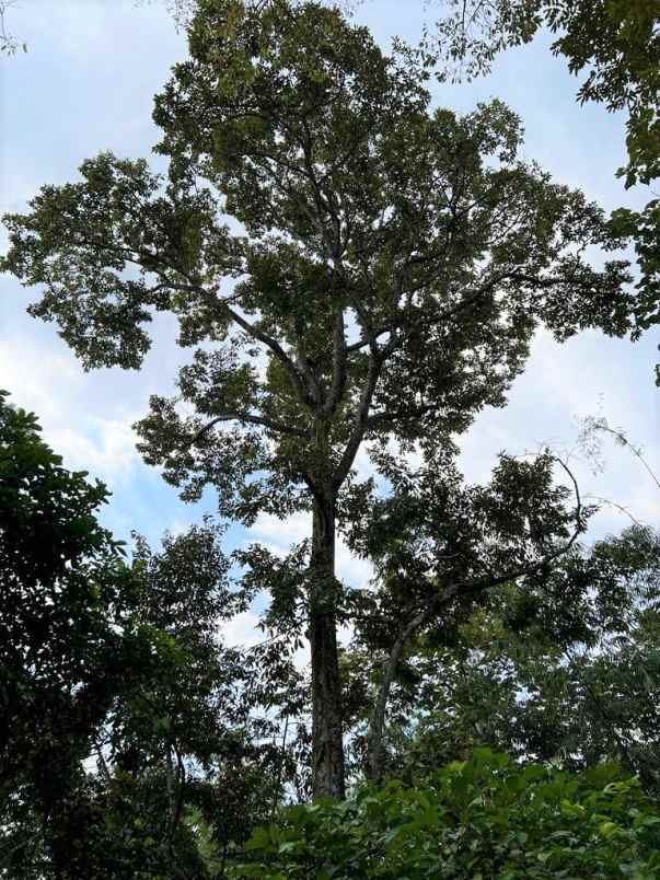 dijual kebun durian utara pasar mojogedang karanganyar