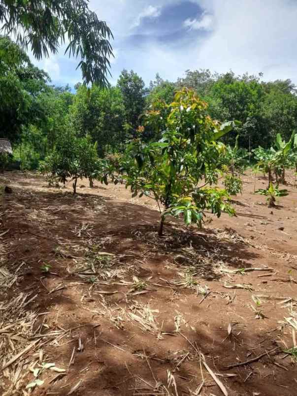 dijual kebun murah di jasinga bogor