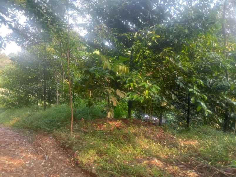 dijual murah tanah kebun manggis di jasinga