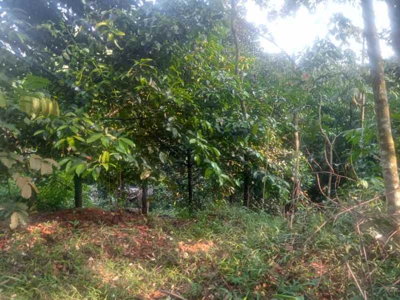 dijual murah tanah kebun manggis di jasinga