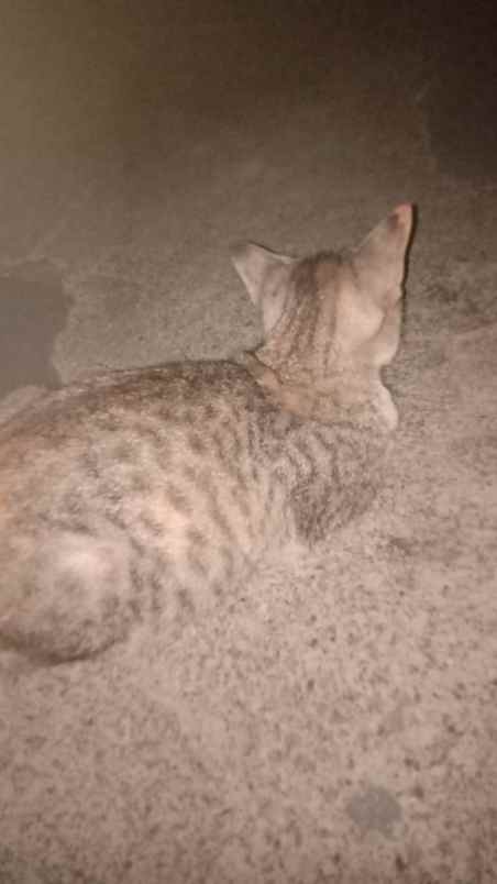 dijual rumah griya asri