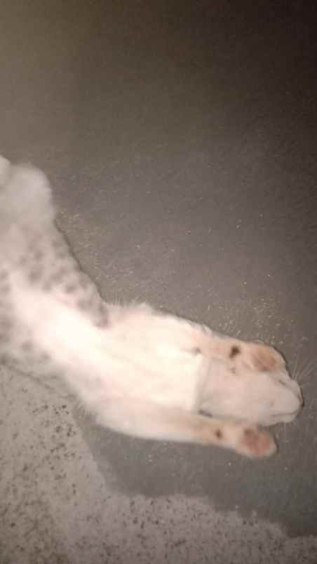 dijual rumah griya asri