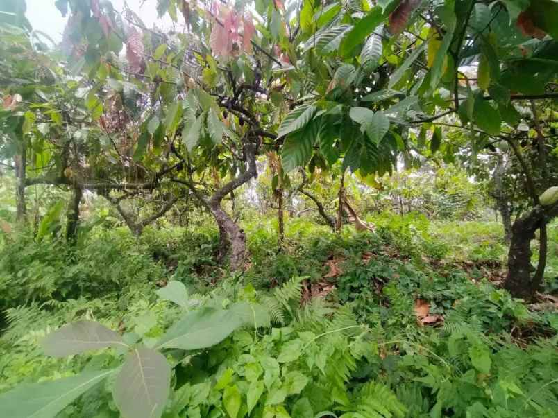 dijual tanah antosari kec selemadeg