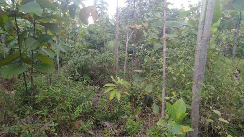 dijual tanah blok bebera dagang