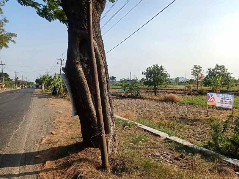 dijual tanah bringkang kedamean gresik