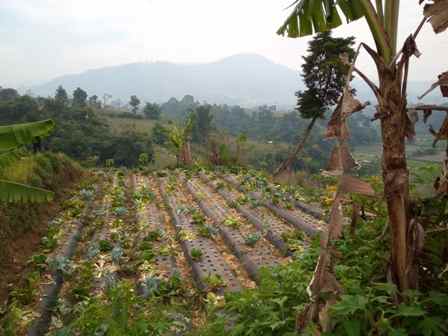 dijual tanah desa langensari kecamatan