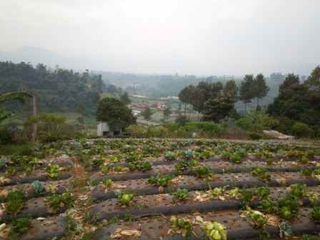 dijual tanah desa langensari kecamatan