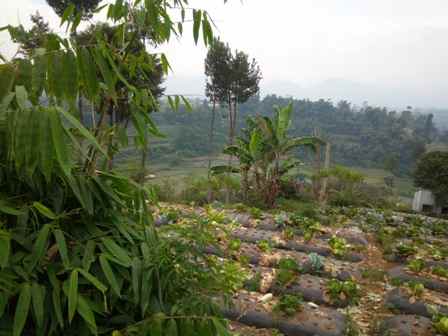 dijual tanah desa langensari kecamatan