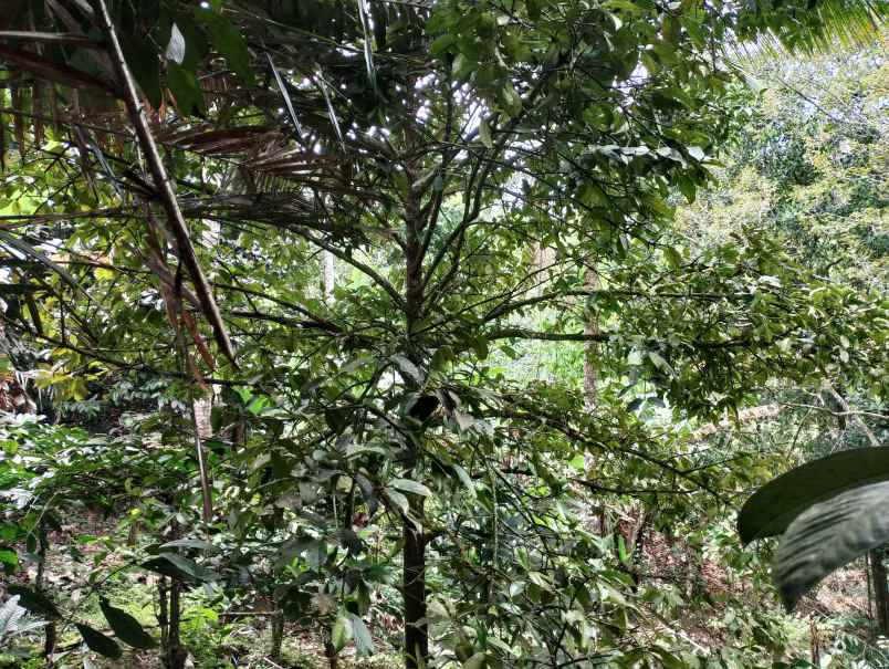 dijual tanah jelijih