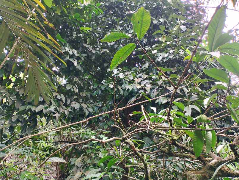 dijual tanah jelijih