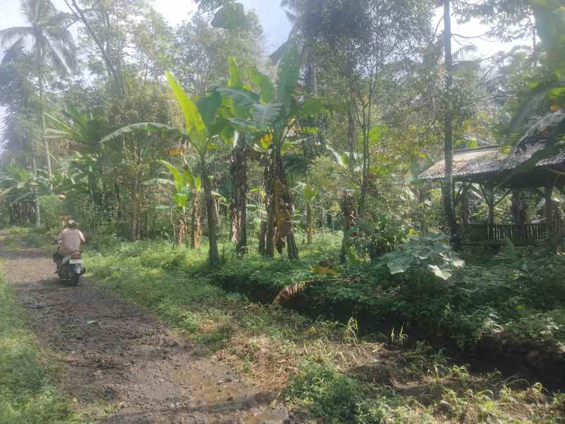 dijual tanah kebun pinggir jl desa