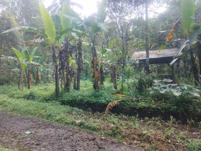dijual tanah kebun pinggir jl desa