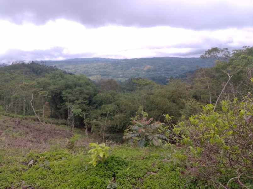 dijual tanah kebun produktif pinggir jalan