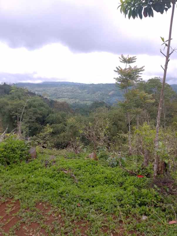 dijual tanah kebun produktif pinggir jalan