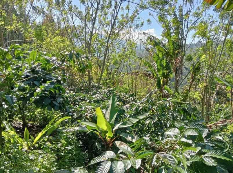 dijual tanah sanda pupuan tabanan