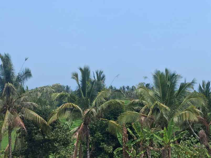 disewakan tanah desa angkah selemadeg