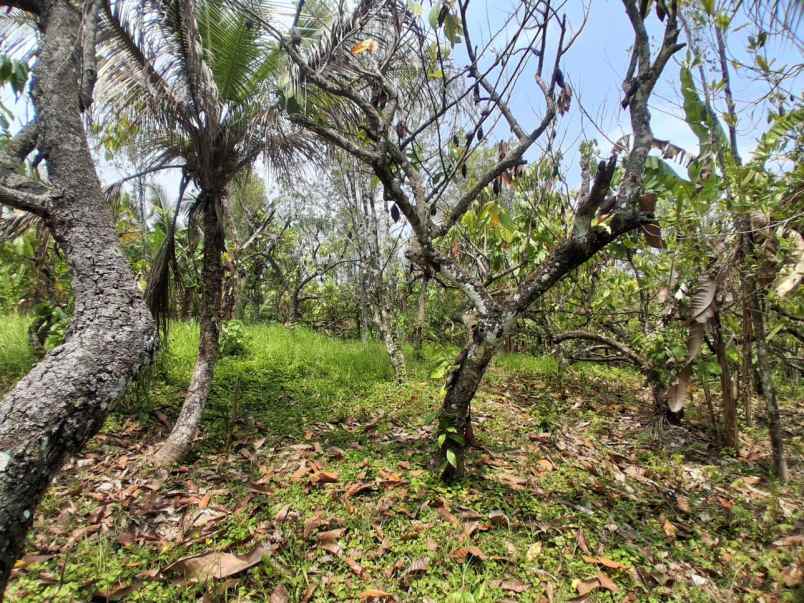 disewakan tanah desa angkah selemadeg
