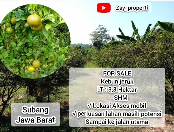 for sale kebun jeruk daerah subang jawa barat