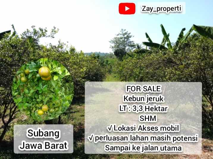 for sale kebun jeruk daerah subang jawa barat