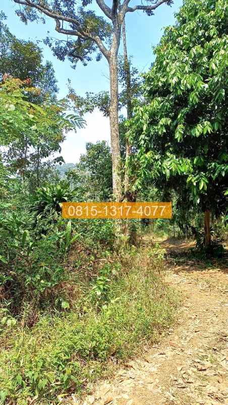 jual tanah di sukamakmur jonggol 50000m2 47c2c2