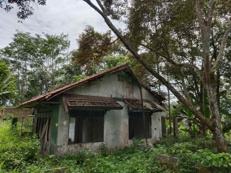 kebun durian jalan cagak subang jawa barat