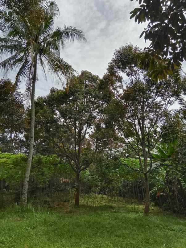 kebun durian jalan cagak subang jawa barat