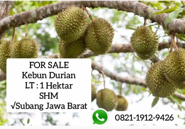 kebun durian jalan cagak subang jawa barat