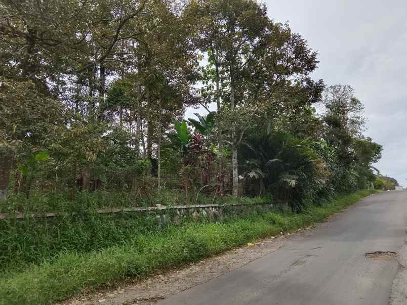 kebun durian jalan cagak subang jawa barat