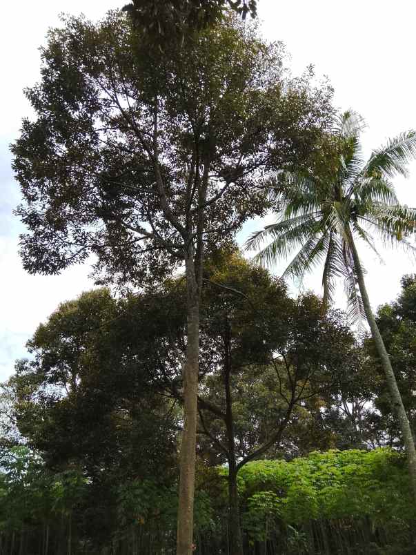 kebun durian jalan cagak subang jawa barat