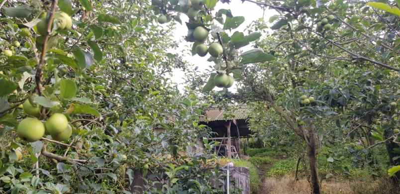 kebun jeruk murah super strategis di junrejo kota batu