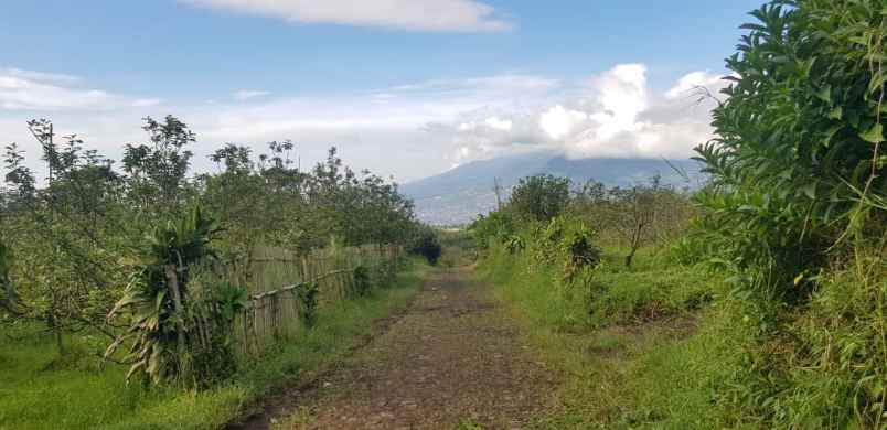 kebun jeruk murah super strategis di junrejo kota batu