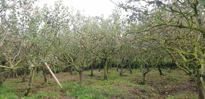 kebun jeruk murah super strategis di junrejo kota batu