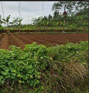 tanah 2000 meter bisa perluasan di cijeruk