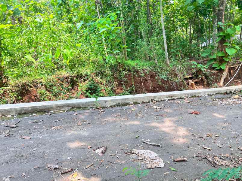 tanah kebun jati 500m 135jt kedawung sragen