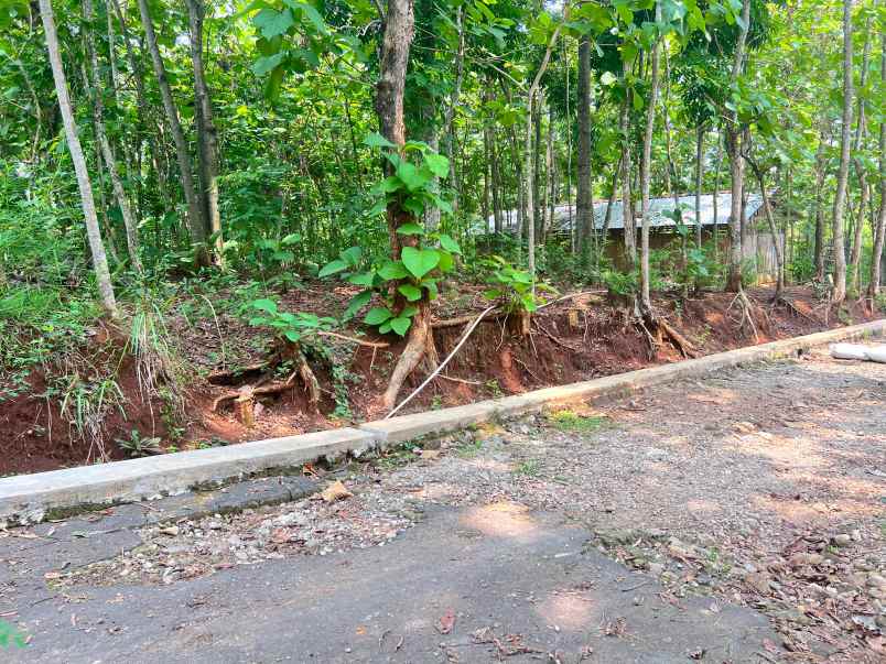 tanah kebun jati 500m 135jt kedawung sragen