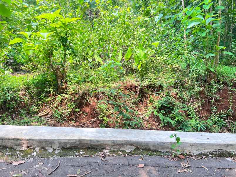 tanah kebun jati 500m 135jt kedawung sragen